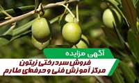 آگهی مزایده فروش سردرختی زیتون